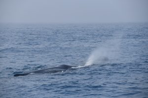 マッコウクジラブリーチング