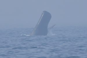マッコウクジラのブリーチング