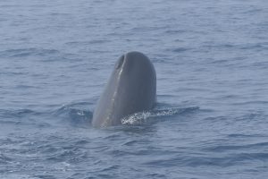 マッコウクジラのブリーチング