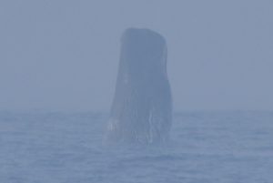 マッコウクジラのブリーチング