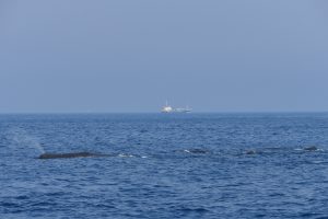 マッコウクジラのブリーチング